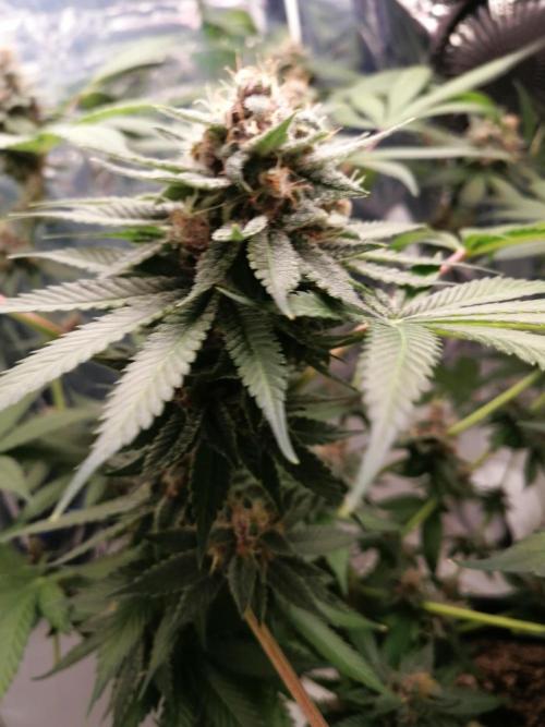 Purple Lemonade FF. Week 14