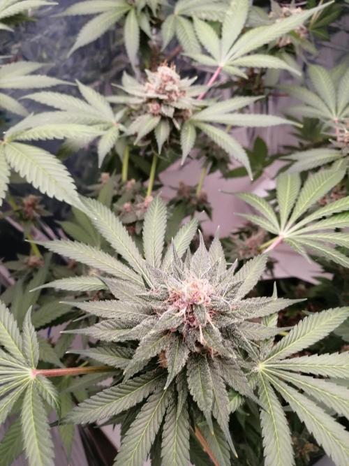 Purple Lemonade FF. Week 14