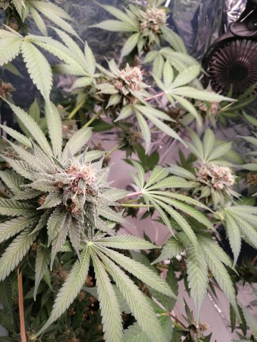 Purple Lemonade FF. Week 14