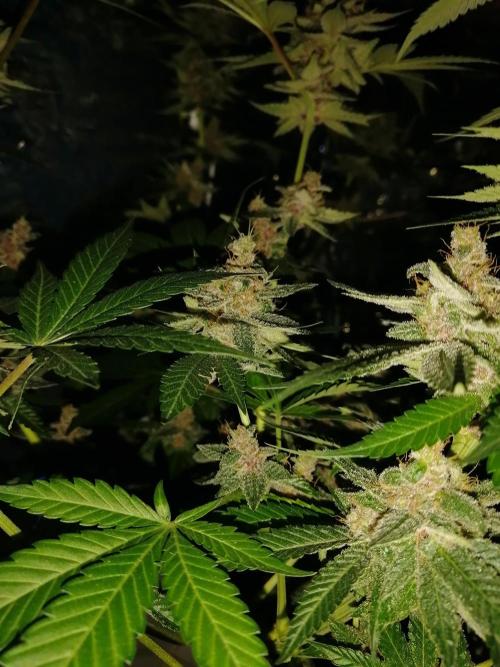 Purple Lemonade FF. Week 14