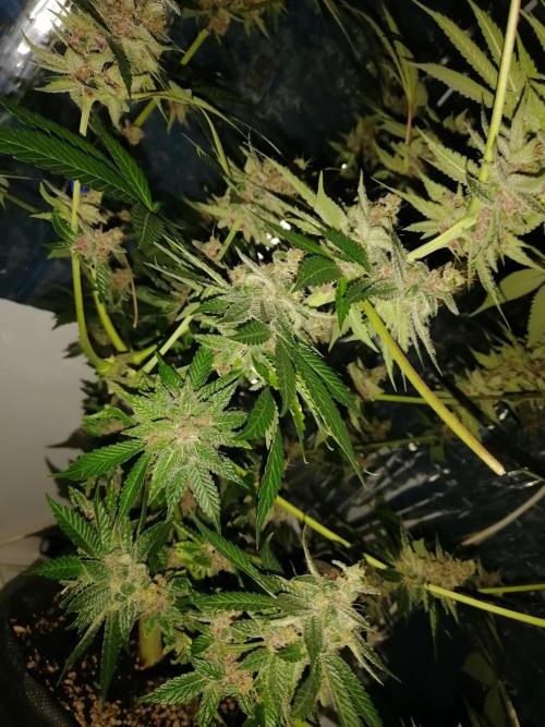 Purple Lemonade FF. Week 14