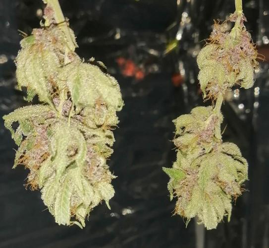 Purple Lemonade FF. Week 15