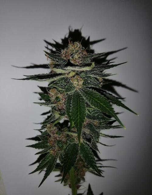 Purple Lemonade FF. Week 15
