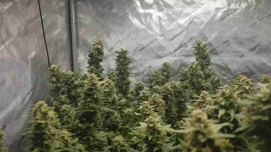 Pound Dawg F5 GERMINATED on August 14th, 2024