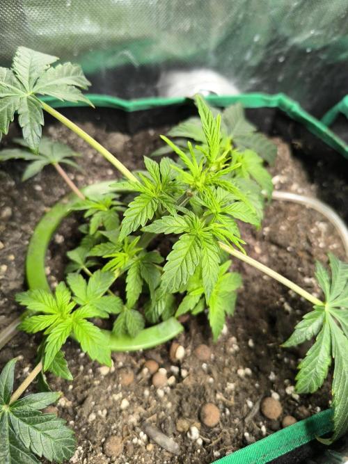 MilkyWay F1 Samen Ableger 2.te  Versuch. Week 8