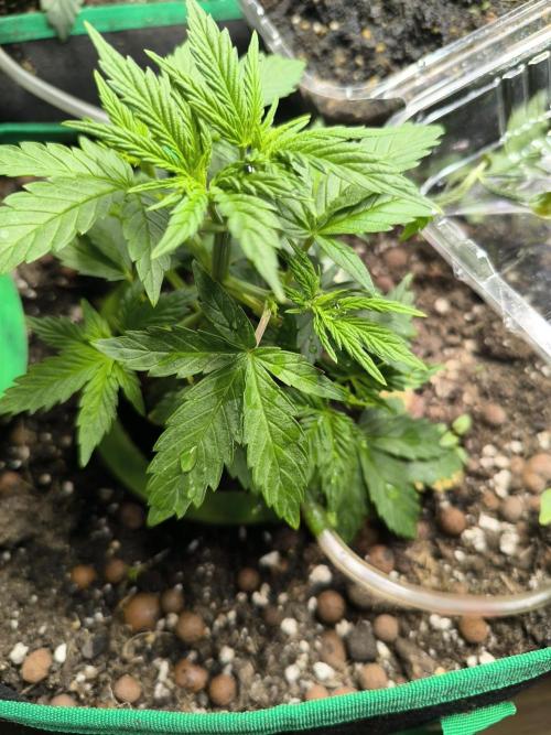 MilkyWay F1 Samen Ableger 2.te  Versuch. Week 8