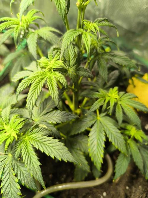 MilkyWay F1 Samen Ableger 2.te  Versuch. Week 8