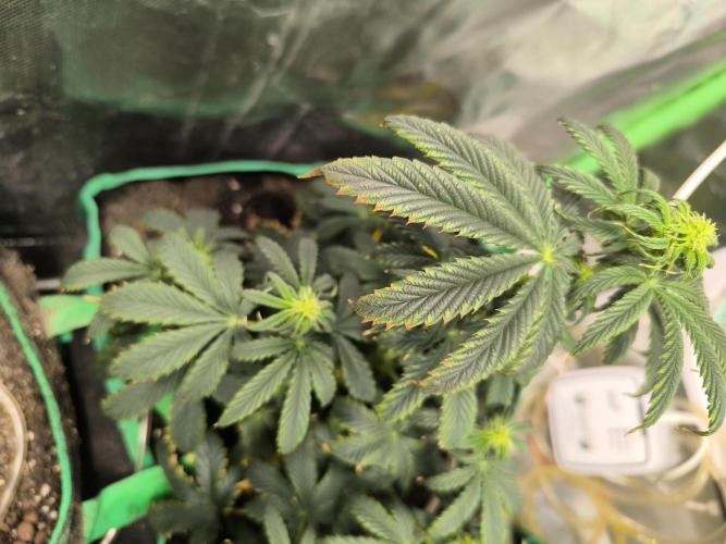 MilkyWay F1 Samen Ableger 2.te  Versuch. Week 9