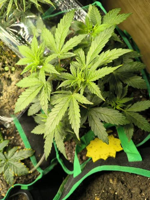 MilkyWay F1 Samen Ableger 2.te  Versuch. Week 9