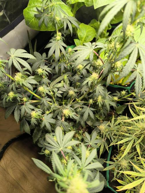 MilkyWay F1 Samen Ableger 2.te  Versuch. Week 13