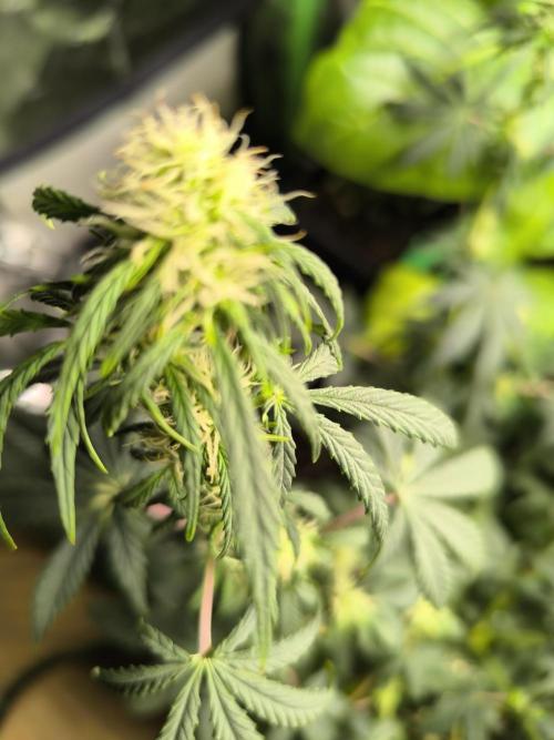 MilkyWay F1 Samen Ableger 2.te  Versuch. Week 13