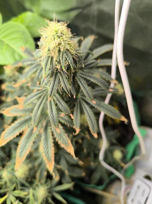 MilkyWay F1 Samen Ableger 2.te  Versuch. Week 13