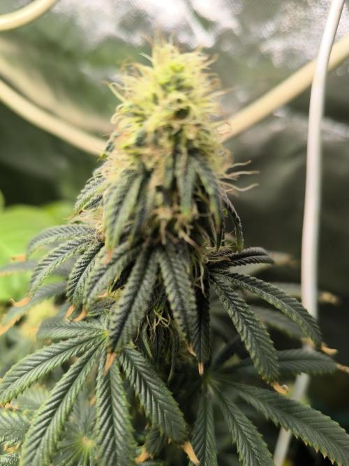 MilkyWay F1 Samen Ableger 2.te  Versuch. Week 13