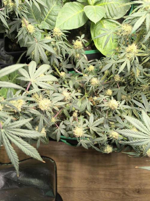 MilkyWay F1 Samen Ableger 2.te  Versuch. Week 15