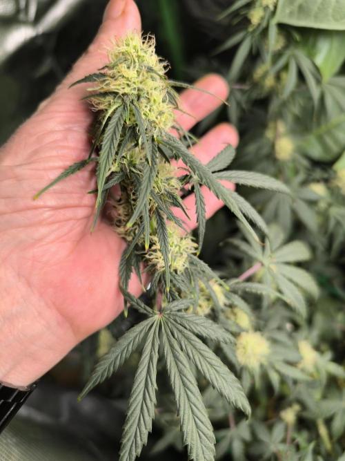 MilkyWay F1 Samen Ableger 2.te  Versuch. Week 15