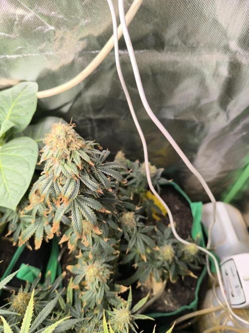 MilkyWay F1 Samen Ableger 2.te  Versuch. Week 15