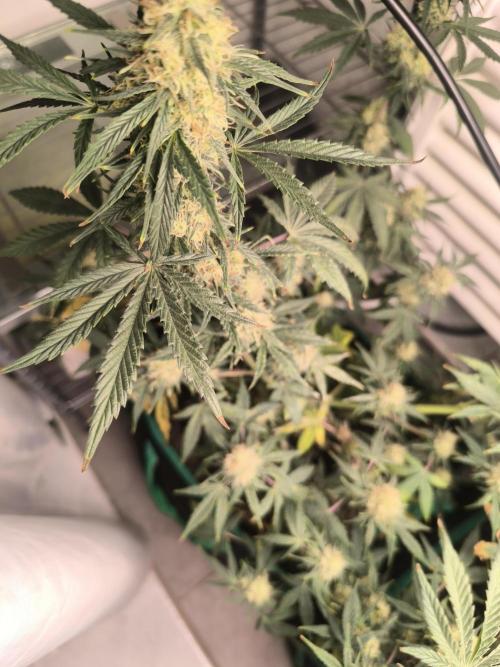 MilkyWay F1 Samen Ableger 2.te  Versuch. Week 17