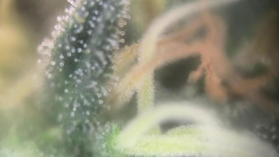 MilkyWay F1 Samen Ableger 2.te  Versuch. Week 17