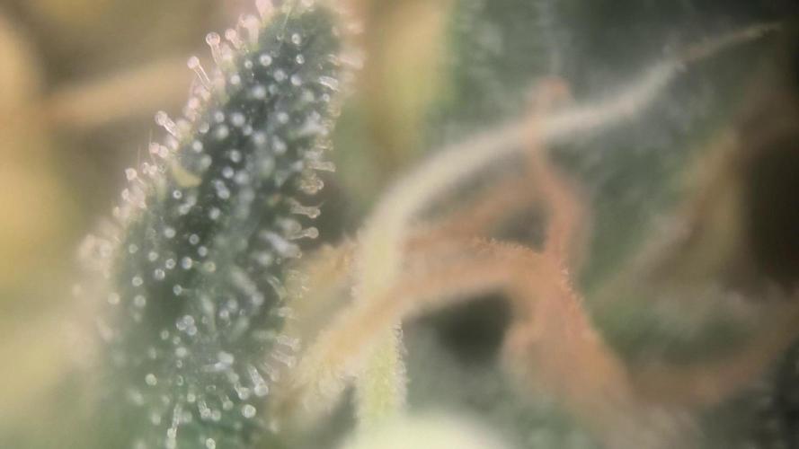 MilkyWay F1 Samen Ableger 2.te  Versuch. Week 17