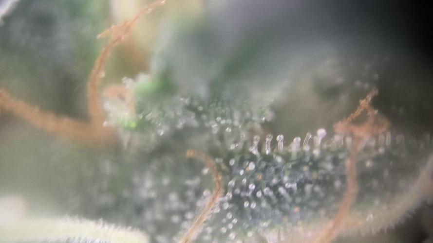 MilkyWay F1 Samen Ableger 2.te  Versuch. Week 17