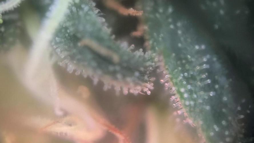 MilkyWay F1 Samen Ableger 2.te  Versuch. Week 17