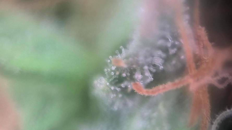 MilkyWay F1 Samen Ableger 2.te  Versuch. Week 17