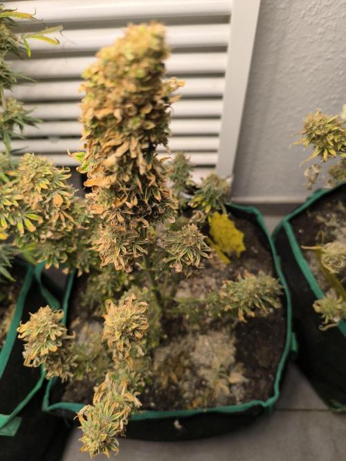 MilkyWay F1 Samen Ableger 2.te  Versuch. Week 19