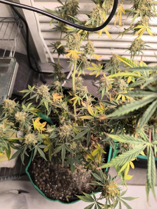 MilkyWay F1 Samen Ableger 2.te  Versuch. Week 19