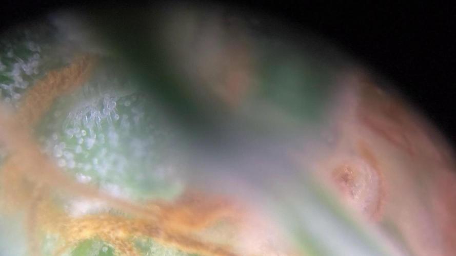 MilkyWay F1 Samen Ableger 2.te  Versuch. Week 19