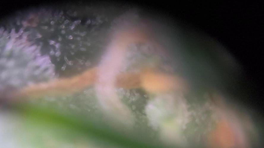 MilkyWay F1 Samen Ableger 2.te  Versuch. Week 19