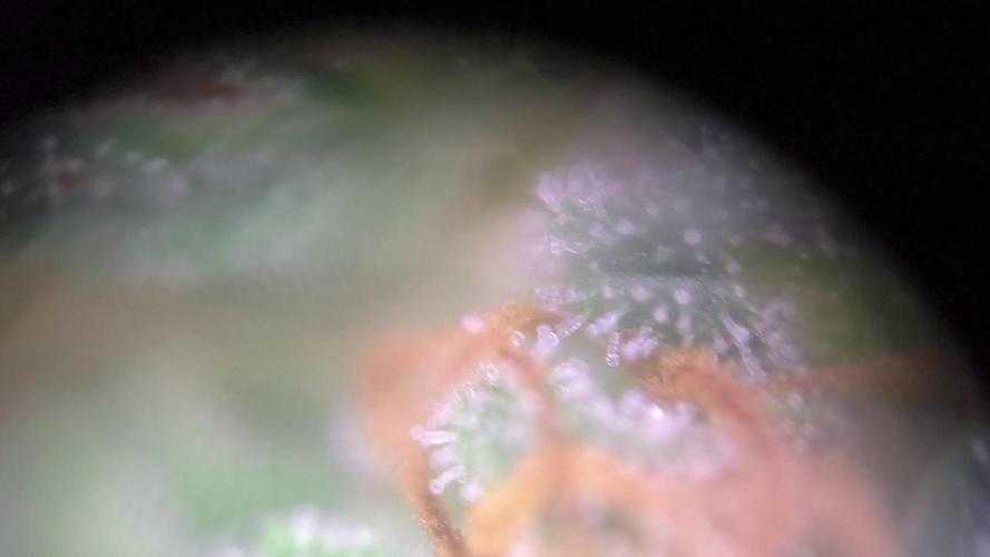 MilkyWay F1 Samen Ableger 2.te  Versuch. Week 19