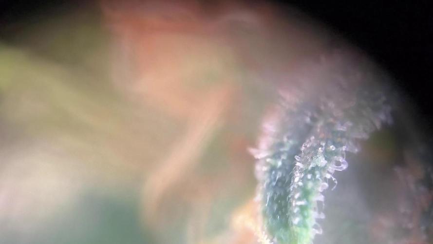 MilkyWay F1 Samen Ableger 2.te  Versuch. Week 19