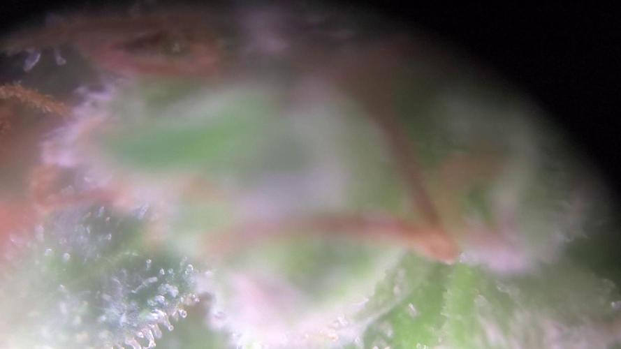 MilkyWay F1 Samen Ableger 2.te  Versuch. Week 19