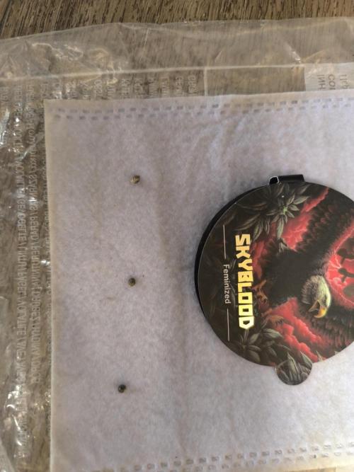 Outdoor Skyblood  in DWC. Week 0 - Tag 1