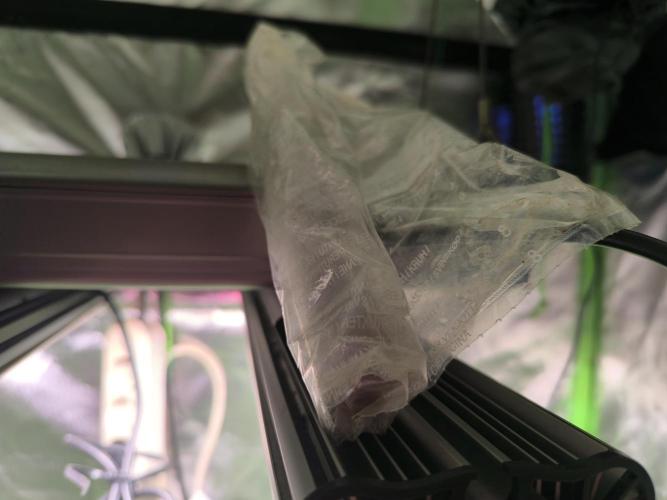 Outdoor Skyblood  in DWC. Week 0 - Tag1