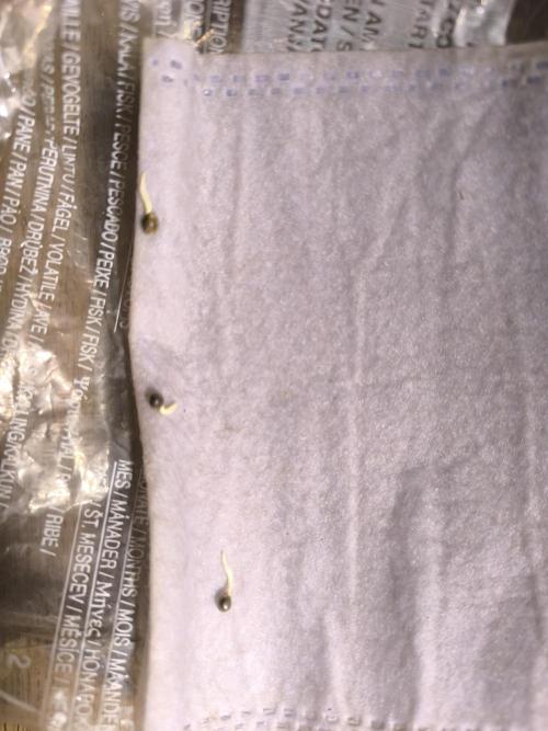 Outdoor Skyblood  in DWC. Week 0 - Tag 2