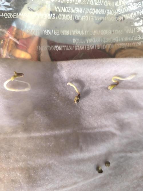 Outdoor Skyblood  in DWC. Week 0 - Tag 3