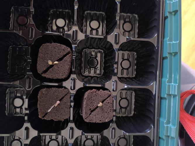 Outdoor Skyblood  in DWC. Week 0 - Tag 3