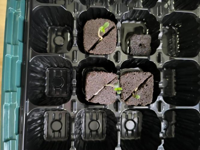 Outdoor Skyblood  in DWC. Week 0 - Tag 5