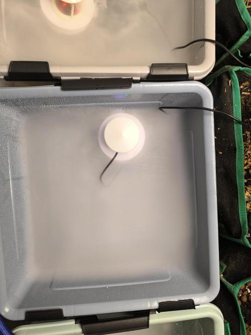 Outdoor Skyblood  in DWC. Week 0 - Tag 7