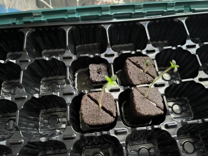 Outdoor Skyblood  in DWC. Week 0 - Tag 7