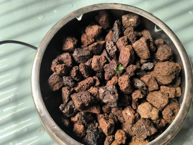 Outdoor Skyblood  in DWC. Week 0 - Tag 7