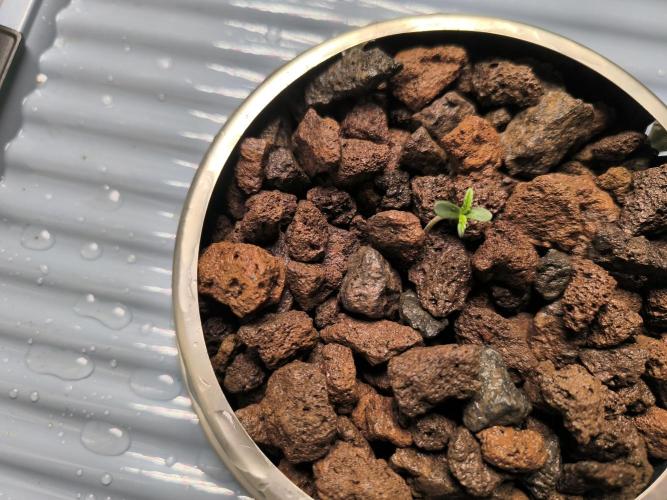 Outdoor Skyblood  in DWC. Week 0 - Tag 7