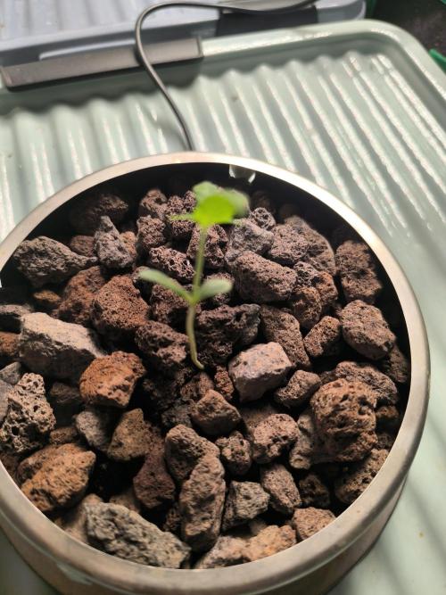 Outdoor Skyblood  in DWC. Week 1 - Runner