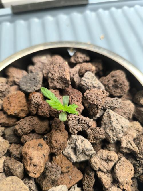 Outdoor Skyblood  in DWC. Week 1 - Behinderte
