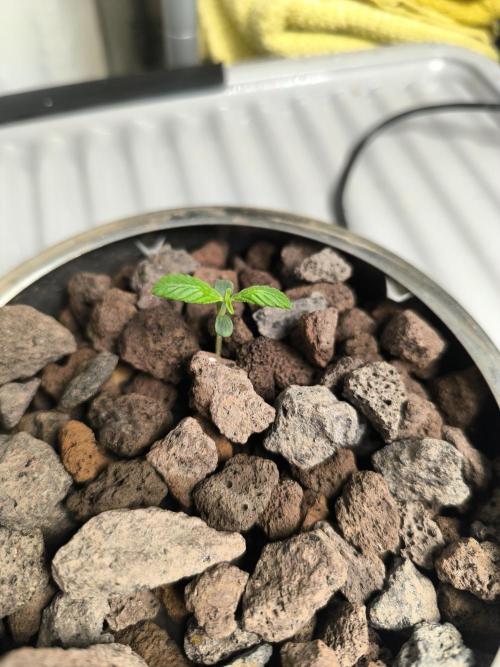 Outdoor Skyblood  in DWC. Week 1 - Baby
