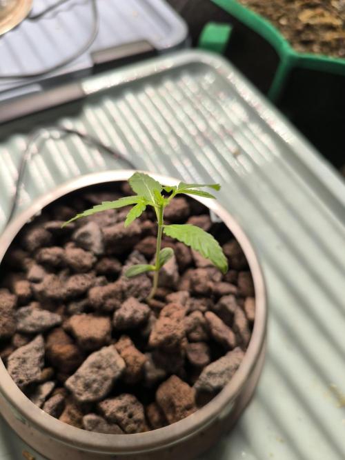 Outdoor Skyblood  in DWC. Week 2 - Rennmaus