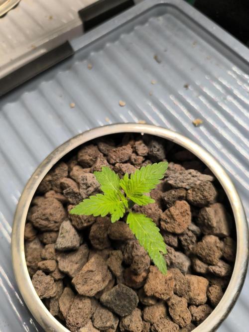 Outdoor Skyblood  in DWC. Week 2 - Behinderte