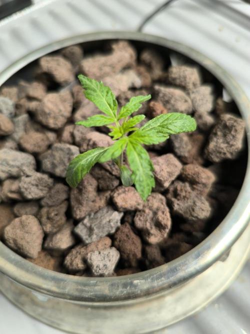 Outdoor Skyblood  in DWC. Week 2 - Baby keine Wurzel