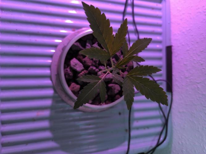 Outdoor Skyblood  in DWC. Week 3